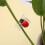 Plastic Plant Stem Clip for Garden Use with Ladybug Pattern 60Pcs 3