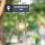 Smart Garden Smart Garden Orbis Solar Wind Chime 4