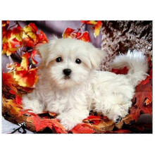 Maltese Dog Diamond Painting Kit