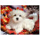 Maltese Dog Diamond Painting Kit 1