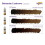 Hanafy Bohemian Brows Set by Julia Vasileva 2