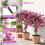 Artificial Bougainvillea Trees, 43.5" with Ground Spike, 2-Pack 6