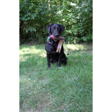 Mannequin d'entraînement ultime pour chien de chasse au faisan - Coussin de rapport réaliste - Comp