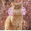 Cat Sleeping Pillow Comfortable Pet Neck Pillow Pink Cloth Material 2