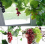 Uvas artificiales, 3 piezas diferentes Uvas artificiales Uvas escarch 1