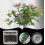 τεμάχια θήκη για στέλεχος ikebana, διαφανής θήκη 2
