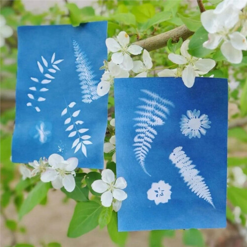 Cyanotype Sun Print Kit 50 Sheets A6 High Sensitive Nature Solar Activated Paper with Acrylic Panel 2
