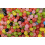 Haribo Haribo Dragibus Original 1kg Bulk Bag FruitFlavour 2