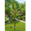 Spot On Dealz 1.2m Solar Powered Olive Tree 150 Microdot LED 5