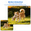 Mini Hidden Camera,small spy 1080P HD Security Surveillance indoor Camera 6
