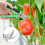 Stück Gartenschere, multifunktionale Gartenschere mit rutschfestem Griff und Verriegelung, Gartenschere, Gartenschere, Gartenscher 5
