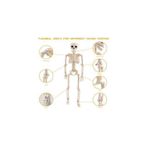 Posable Full Body Skeleton Halloween Party Prop 1