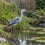 Pisces Decoy Heron Pond Predator Deterrant - Twin Pack 7