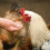 Copdock Mill Range Layers Pellets with Verm-X Chicken Feed 20kg - 6