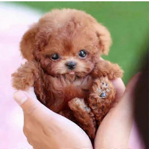 Νέο ρομποτικό σκυλί με τεχνητή νοημοσύνη για ενήλικες, ρεαλιστικό ρομποτικ 1