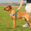Annchwool No Pull Dog Harness with Soft Padded Handle & Front Clip,Green,L 5