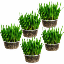 Ambrozia NP Cat Grass Kit x 5 Pots – Natural Indoor Cat Grass – Mix, Wheat, Oat, Barley & Variety Pack (WHEAT)