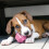 KONG KONG Puppy Activity Ball, For Medium Puppies 2