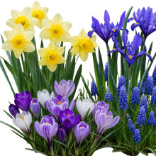 Carbeth Plants 100 Spring Spectacular Bulb Mix