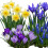 Carbeth Plants 100 Spring Spectacular Bulb Mix 1