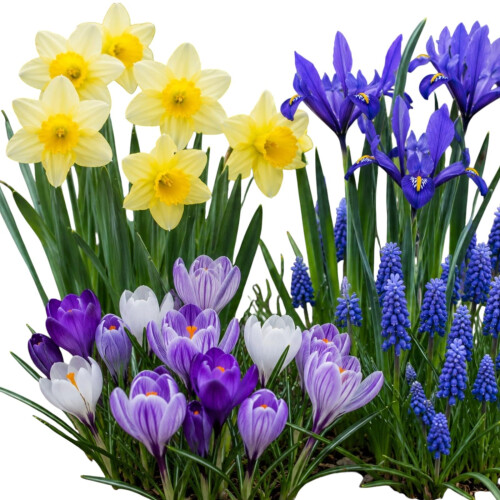 Carbeth Plants 100 Spring Spectacular Bulb Mix