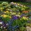 Carbeth Plants 100 Spring Spectacular Bulb Mix 2