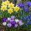 Carbeth Plants 100 Spring Spectacular Bulb Mix 3