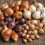 Carbeth Plants 100 Spring Spectacular Bulb Mix 4