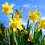 Carbeth Plants 100 Spring Spectacular Bulb Mix 5