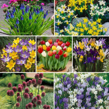 YouGarden 300 Spring Flowering Bulb Mixed Pack