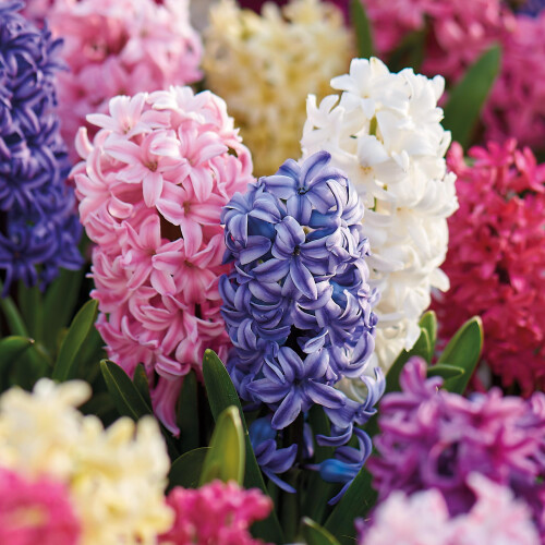 Hyacinth Collection 9 Mixed Spring Flowering Bulbs by Bulbella 1
