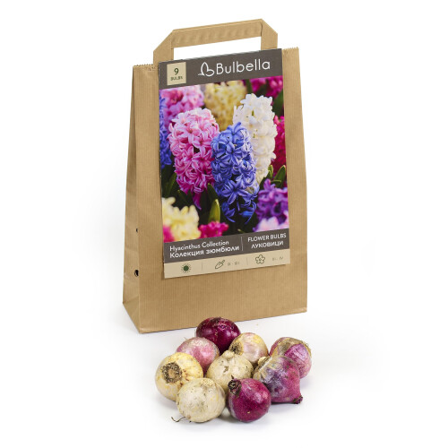 Hyacinth Collection 9 Mixed Spring Flowering Bulbs by Bulbella 2