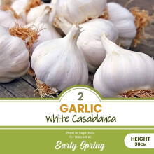 schone 2 x Garlic White Casablanca – Perennial – Easy to Grow Rewarding Crop – with Strong Flavour – Allium Sativum – for Your Beautiful Gar
