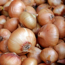 Carbeth Plants Onion Sets Sturon 100 x Vegetable Bulbs - 500g Yellow