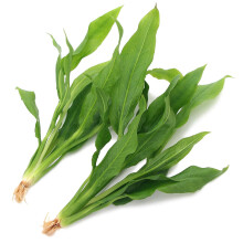 K2AQUA 2 x Large Echinodorus Amazonicus Live Aquarium Plants Amazon Sword for Aquascaping Freshwater Tropical Tank Decoration Easy Care