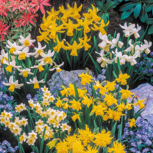YouGarden Mini Mixed Daffodil Bulbs, 100 Spring Flowering Bulbs, Plant for Spring Flowering Bulb, Planting Now UK, Perfect for Beds, Borders and Pots