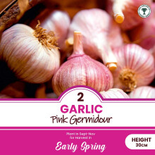 schone 2 x Garlic Pink Germidour – RHS Award of Garden Merit – Aromatic & Sweet Subtle Taste – Fast Growing French Variety – Perennial – for