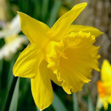 King Alfred Daffodil Bulbs 5kg – Medium Sack Approx. 70 Large Bulbs of Large Trumpet Yellow Daffodils – Plant in Gardens, Borders & Flowerbeds –