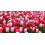 30 x Surprise Mixed Tulips Bulbs - Spring Flowering Bulb - Bulb Size 10/11 2