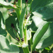 PREMIER SEEDS DIRECT - Broad Bean - AQUADULCE Claudia (Super AQUADULCE) - 75 gm