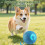 Electric Interactive Dog Ball,Automatic Rolling Bouncing Ball for Small Medium Dogs Cats,Self Moving Bouncing Jumping Automatic Ball,Rechargeable Was 6