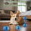 Electric Interactive Dog Ball,Automatic Rolling Bouncing Ball for Small Medium Dogs Cats,Self Moving Bouncing Jumping Automatic Ball,Rechargeable Was 3