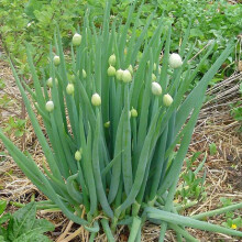 Houseplant Potting Mix (Enriched with Seramis)