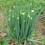 Houseplant Potting Mix (Enriched with Seramis) 1