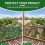 Premier Seeds Direct - Narcissus Bulbs (Geranium, 10) 6