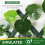 Premier Seeds Direct - Narcissus Bulbs (Geranium, 10) 3