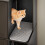 SoBuy Meuble litière double pour 2 chats HAT09-E-SCH 6