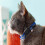 4 Pack Cat Collar Safety Release, Adjustable Kitten Collars with Bell, Reflective & Quick Release 5