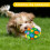 Palla olfattiva per giochi per cani, giochi puzzle interattivi per cani 5