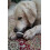 Conjunto combinado de petisco e brinquedo para cão Chicken Drummer 5